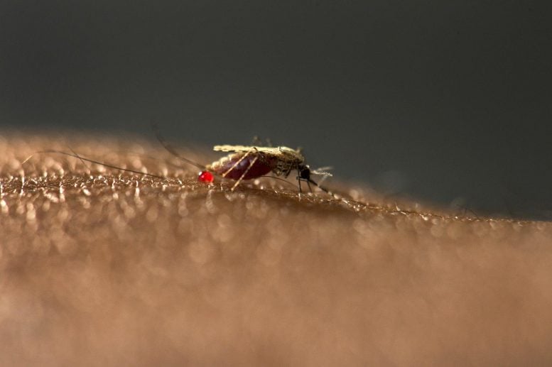 An Stephensi Mosquito