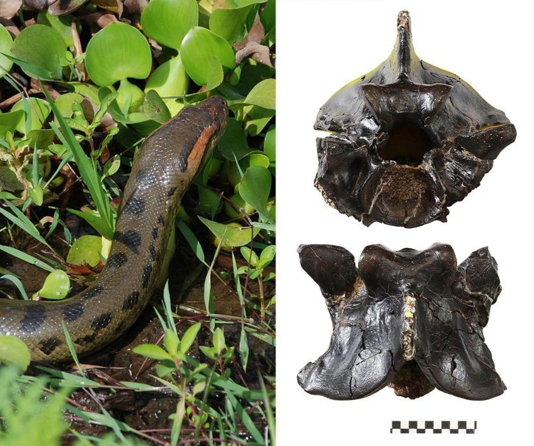 Anaconda Snake and Fossil
