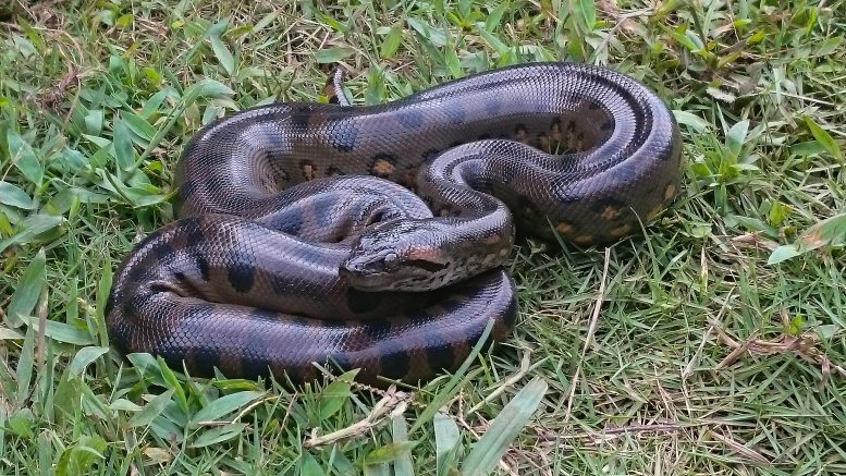 Anaconda Snake in Grass