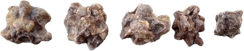 Anaconda Vertebrae Fossils