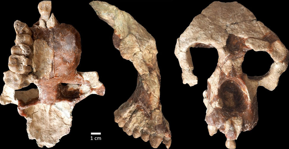 El descubrimiento de un fósil de simio de 8,7 millones de años desafía ideas aceptadas desde hace mucho tiempo sobre los orígenes humanos