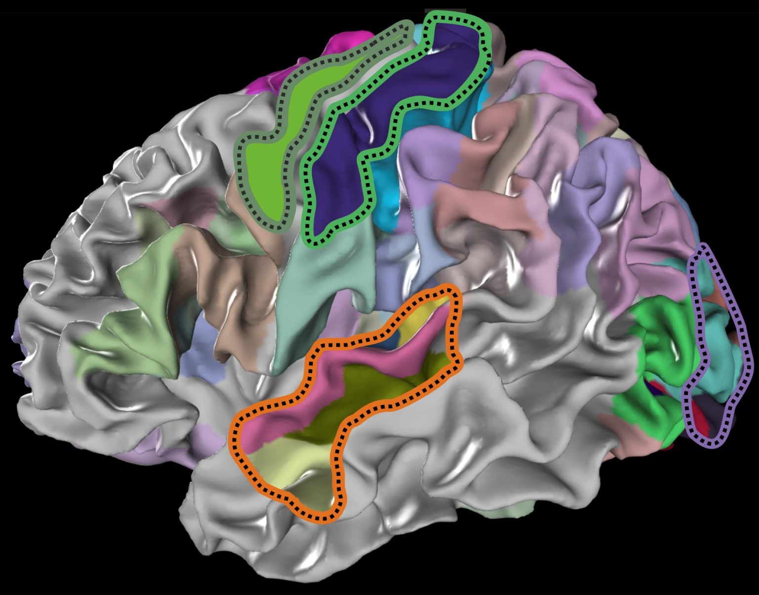 Human Brain Prject Example Human Brain Project: Scientists Shed New Light on Human Brain Organization