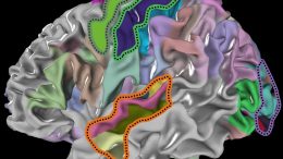 Analyzed Brain Areas