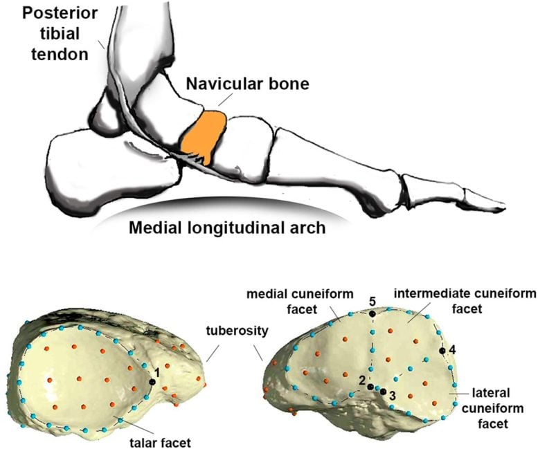 Anatomical Position of the Navicular in Foot
