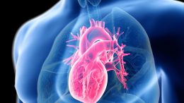 Anatomy Human Heart Man Computer Illustration