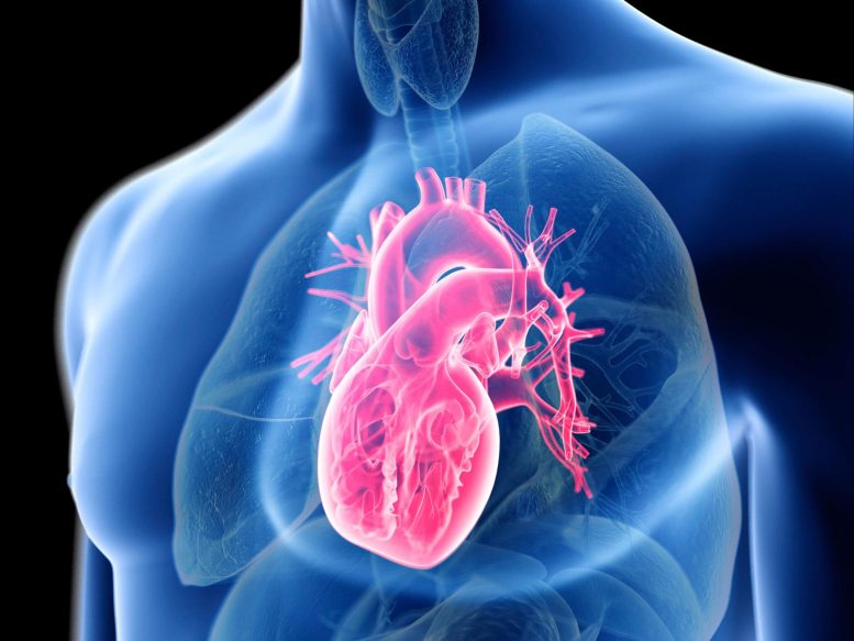 Anatomy Human Heart Man Computer Illustration