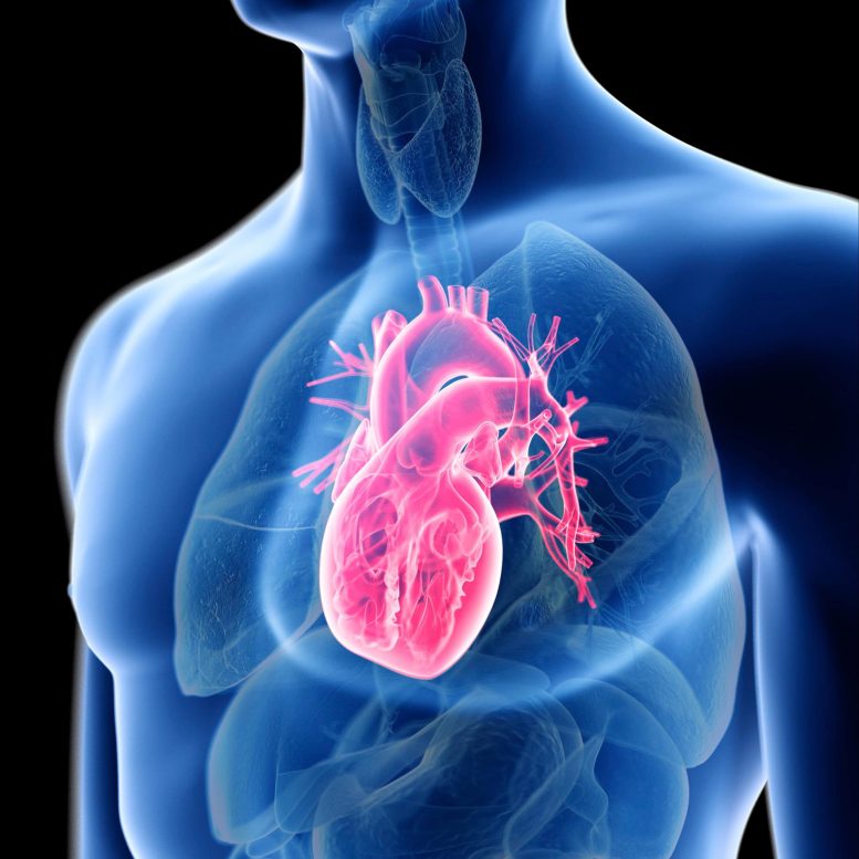 Anatomy Human Heart Man Illustration