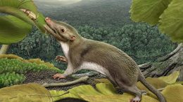 Ancestor of Placental Mammals