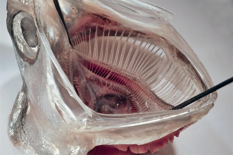 Anchovy Gill Arch Filtering Plankton