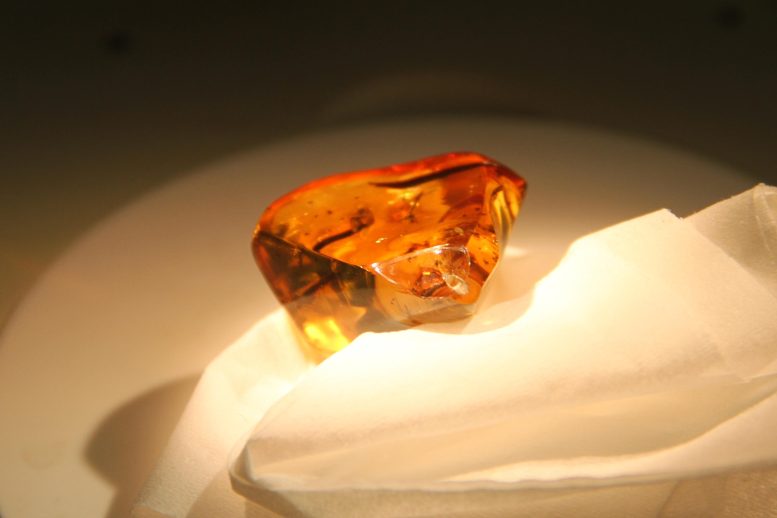 Ancient Amber Bee