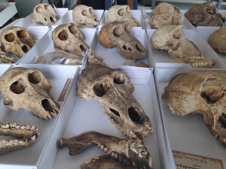 Ancient Baboons at Gabbanat El-Qurud, Egypt