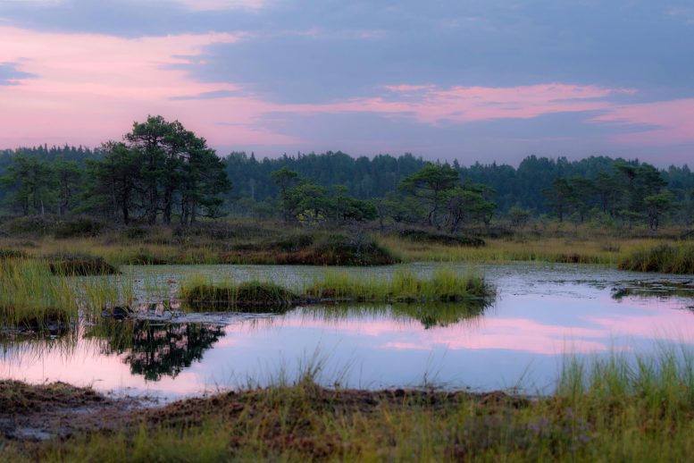 Ancient Bog Southern Hemisphere