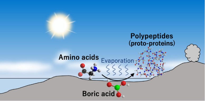 Ancient Coastal Area Rich in Boron Could Catalyze the Polymerization of Amino Acids