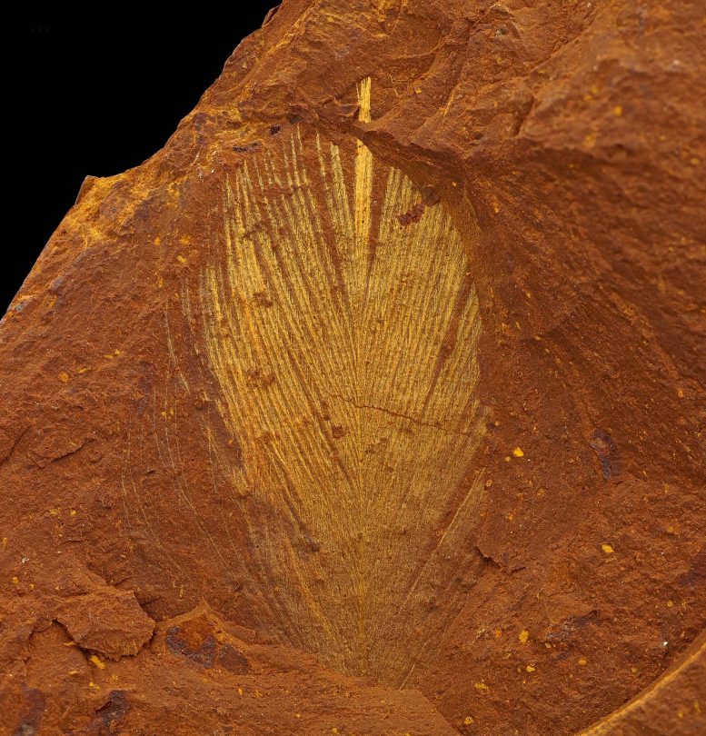 Ancient Feather Fossil