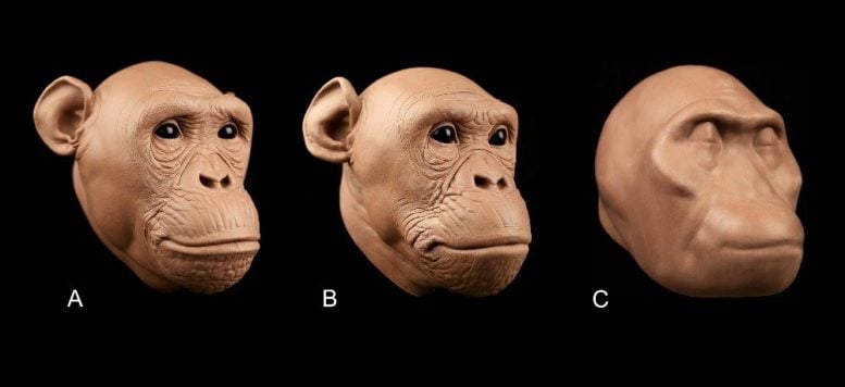 Ancient Hominid Soft Tissue Approximations