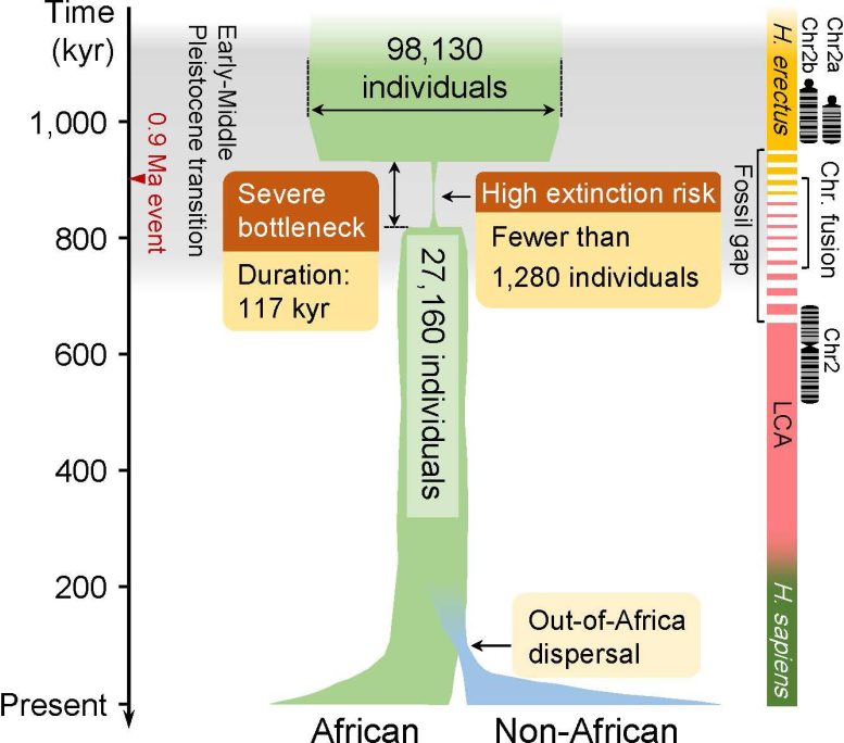 Ancient Human Population Bottleneck