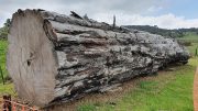 Ancient Kauri Tree Log