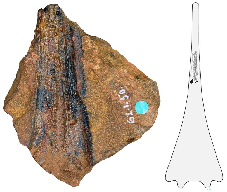 Ancient Marine Amphibian Aphaneramma Jaw