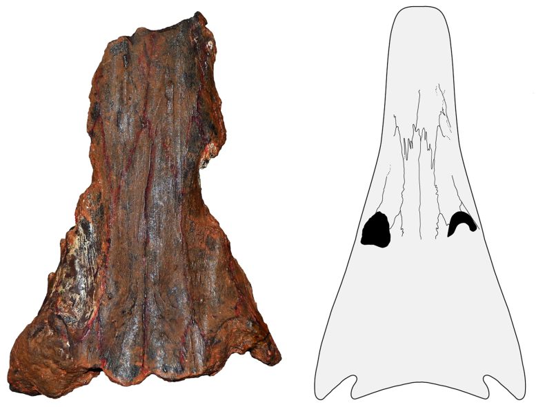 Ancient Marine Amphibian Erythrobatrachus Fossil Skull