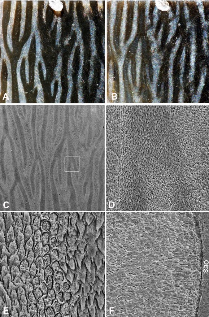 Gap in Fossil Record Filled by Find From School Class Hike – Ancient ...