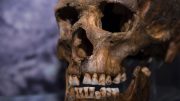Ancient Skull