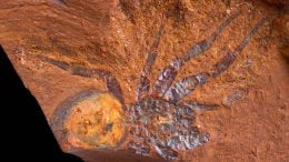 Ancient Spider Fossil
