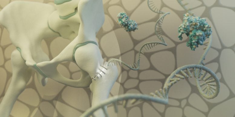 Old viral elements in RNA stimulate bone repair