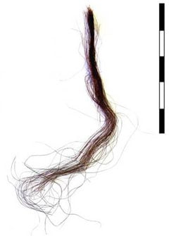 Ancient hair could reveal insight into climate change