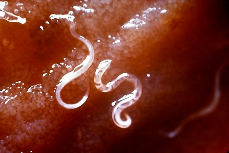 Ancylostoma Caninum Hookworms