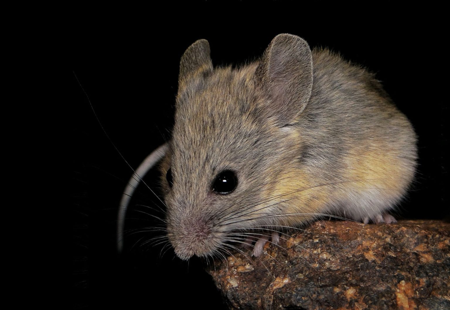 The World’s Highest-Living Mammal Is Rewriting the Limits of Life