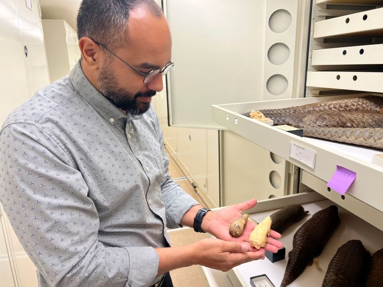 Anderson Feij&oacute; Examining Pangolin Skulls