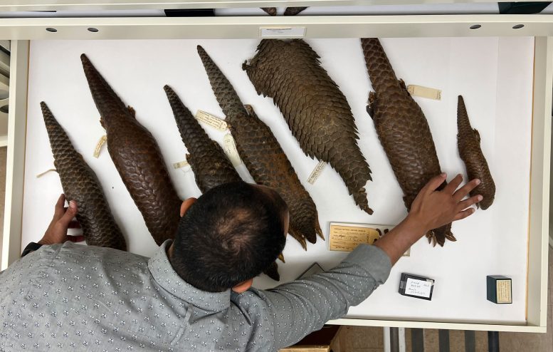 Anderson Feij&oacute; With Pangolins
