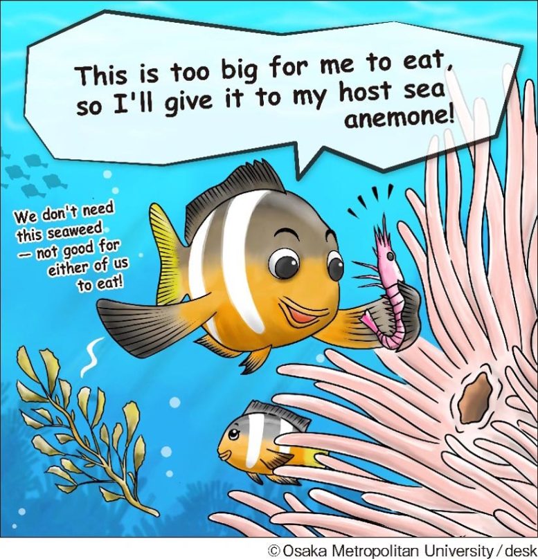 Anemonefish Food Sea Anemone