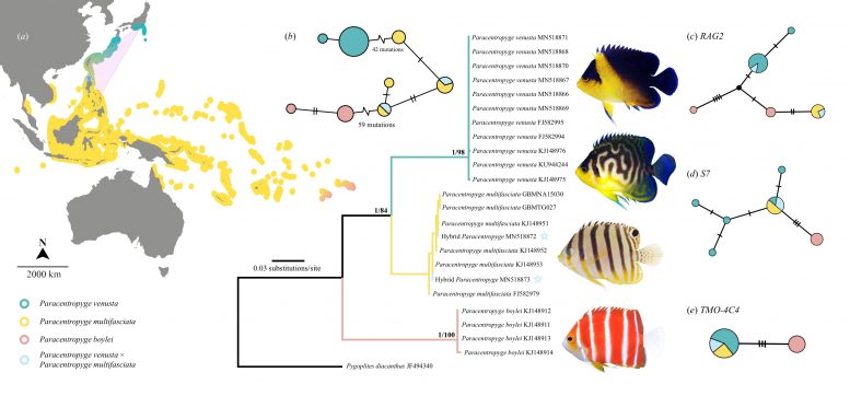 Angelfish Hybrids Genetic Tree