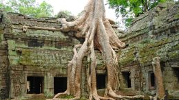 Angkor Wat Roots