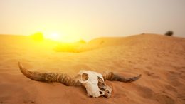 Animak Skull Extinction Desert