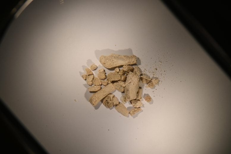 Animal Bone Fragments