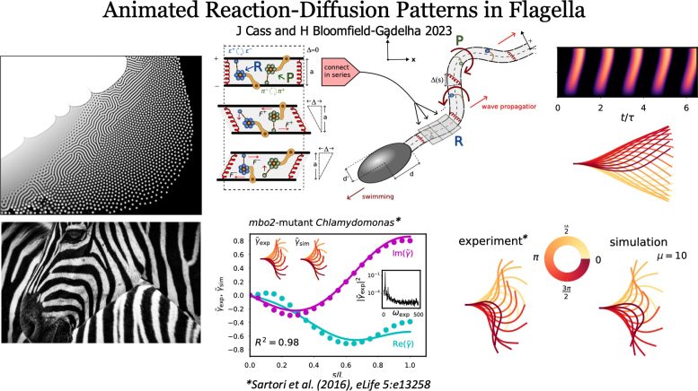 Animated Reaction Diffusion Patterns in Flagella