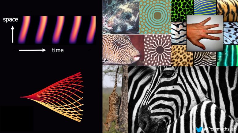 Animated Stripe Patterns in Space Time
