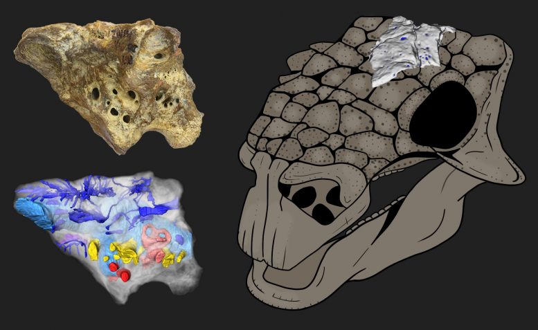 Ankylosaur Bissektipelta Archibaldi Skull Reconstruction