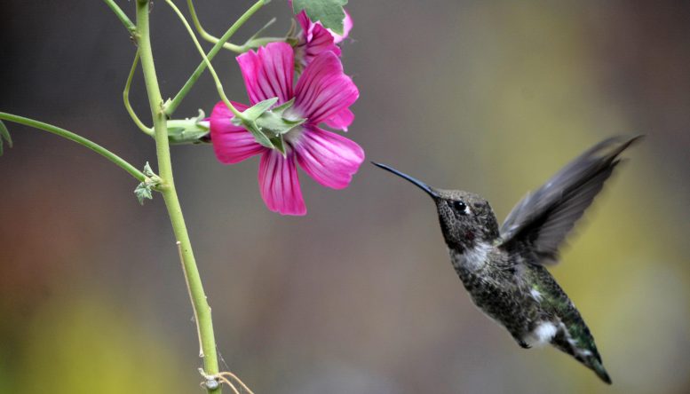 Anna&rsquo;s Hummingbird (Calypte anna)