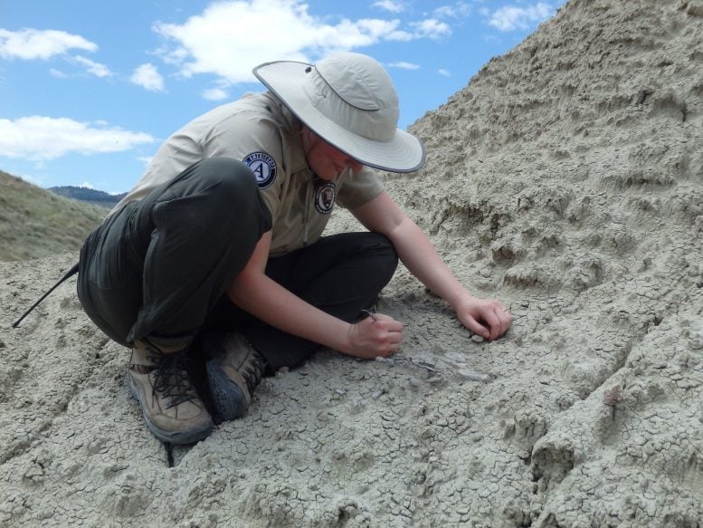 Meet the 30-Million-Year-Old Dog That Climbed Trees Instead of Chasing Sticks