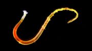 Annelid Worm