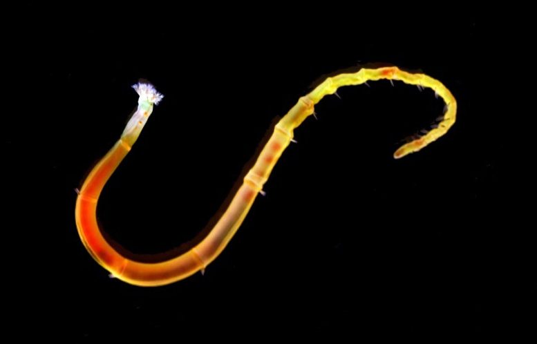 Annelid Worm