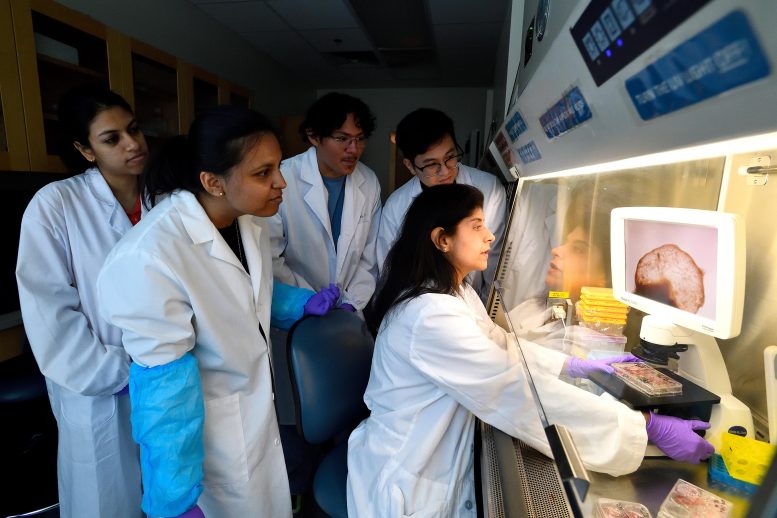 Annie Kathuria and Team View Organoids