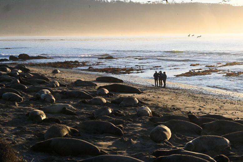 A&ntilde;o Nuevo Seal Colony
