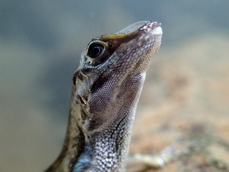 Anolis Lizard With Rebreathing Bubble on Snout