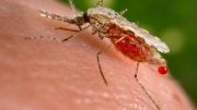 Anopholese stephensi Mosquito