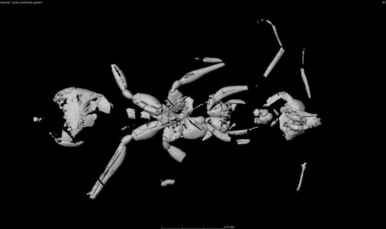 Ant CT Scan Reconstruction