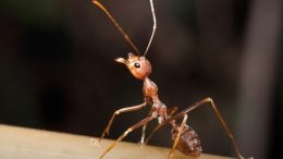 Ant Close Up
